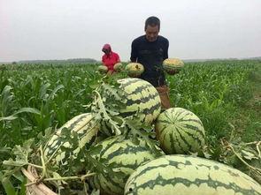 中国最强在线吃瓜群众,揭秘网络舆论场中的“瓜王”传奇