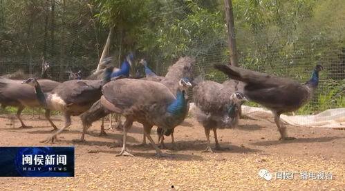 美人鱼吃瓜群众是哪一集,吃瓜群众背后的秘密揭晓