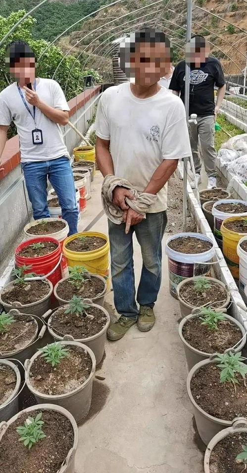 金凤区吃瓜群众事件视频,一场引发热议的街头冲突