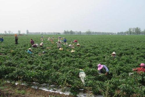 吃瓜群众鱼满塘,揭秘吃瓜群众的狂欢盛宴