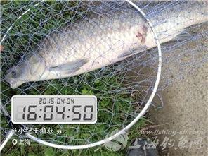 吃瓜群众鱼满塘,揭秘吃瓜群众的狂欢盛宴