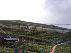 曲阳大瓜吃瓜群众事件,吃瓜群众热议事件背后的真相与反思